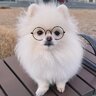 jellov